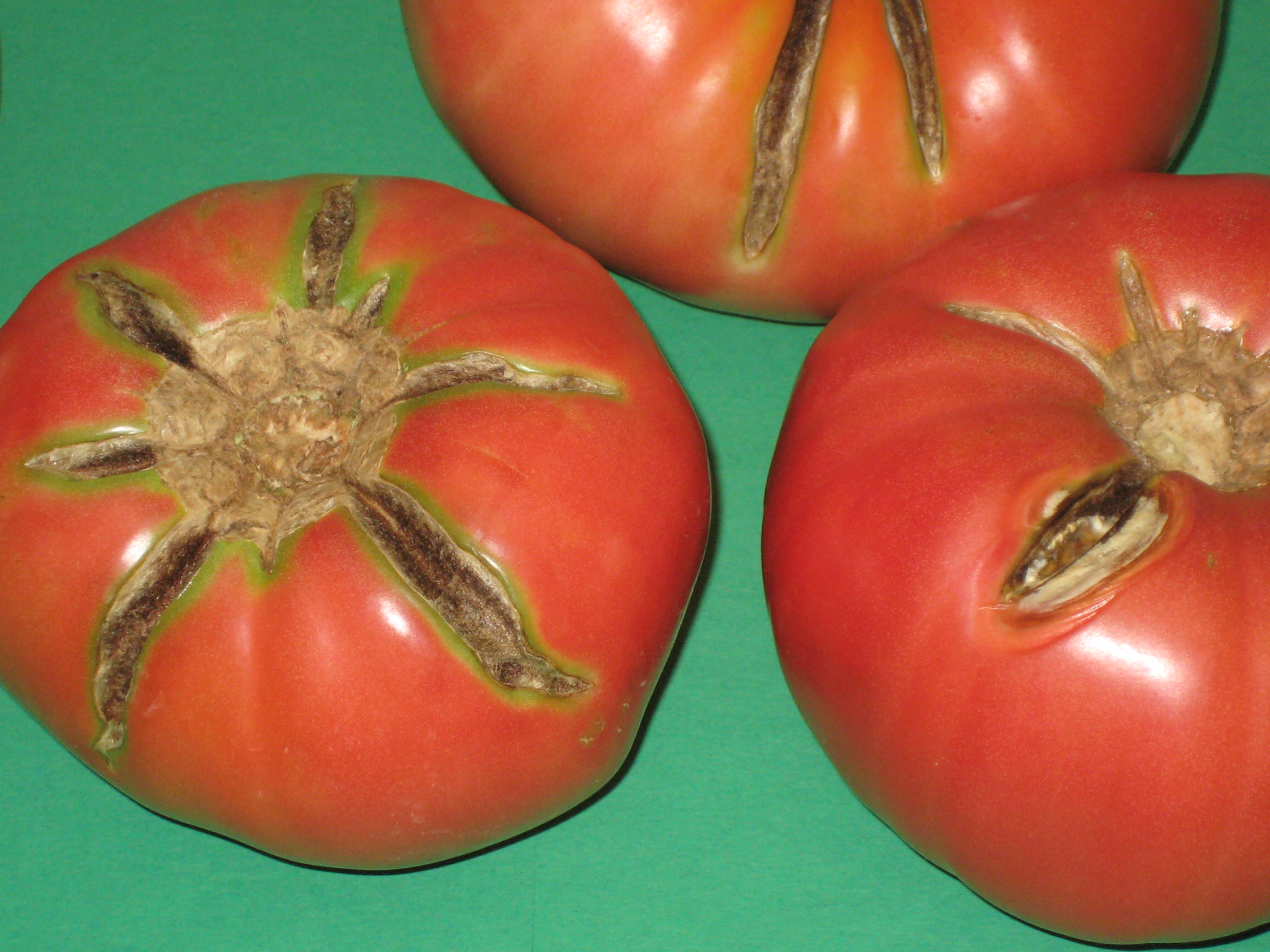 Watch for tomato problems 